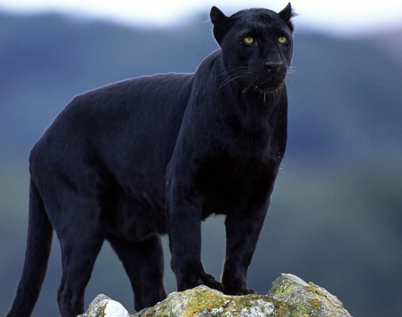 BLACK PANTHER
